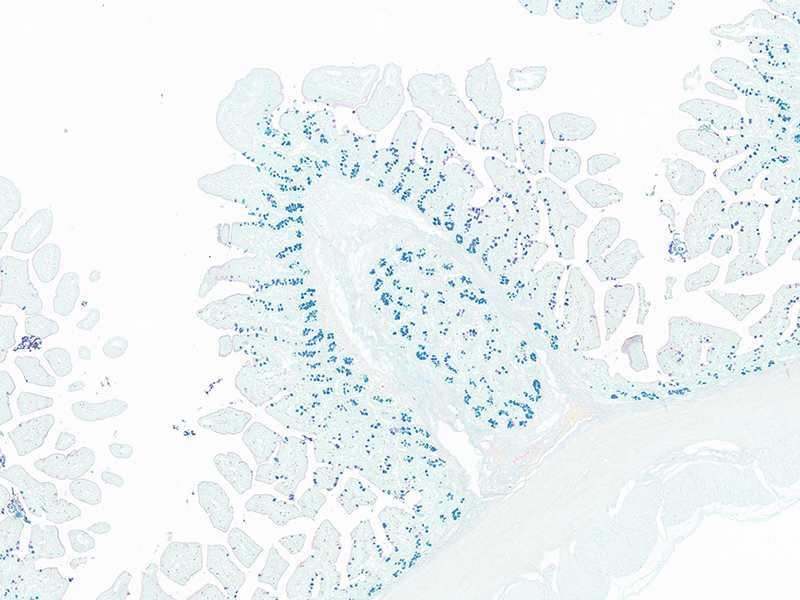 Máy quét slide Brightfield 300 slide.jpg Máy quét slide Brightfield 300 slide.jpg