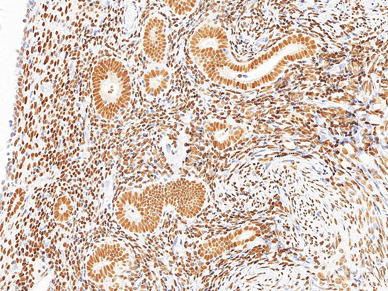 Máy quét slide Brightfield 300 slide.jpg Máy quét slide Brightfield 300 slide.jpg