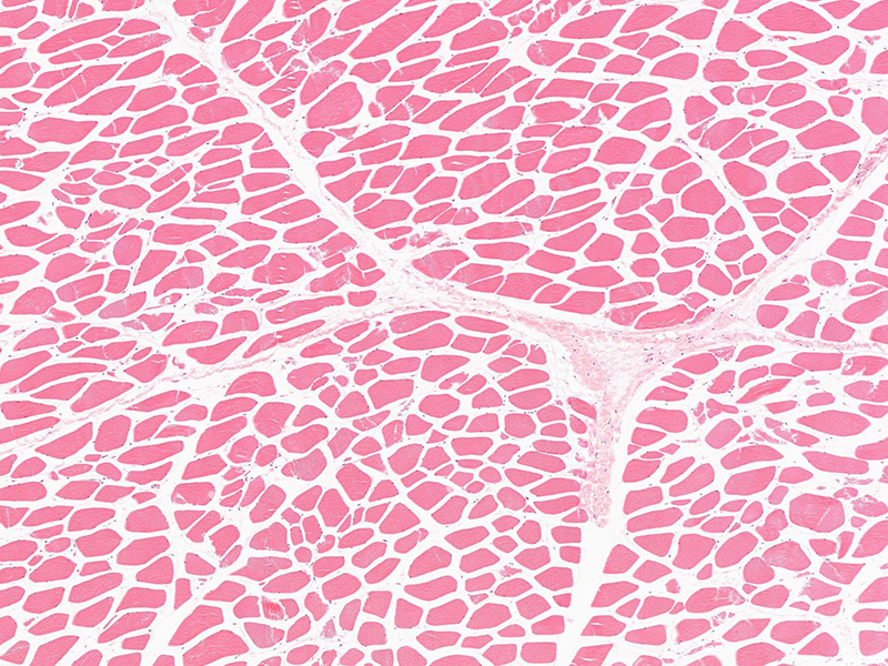 Máy quét slide Brightfield 300 slide.jpg Máy quét slide Brightfield 300 slide.jpg