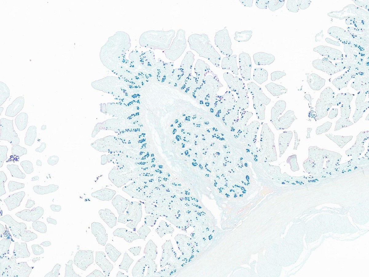 Pathologiescanner mit mehreren Linsen und 480 Objektträgern Pathologiescanner mit mehreren Linsen und 480 Objektträgern