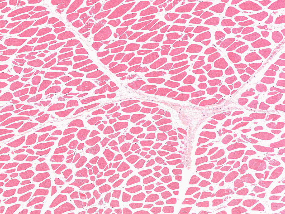 Pathologiescanner mit mehreren Linsen und 480 Objektträgern Pathologiescanner mit mehreren Linsen und 480 Objektträgern