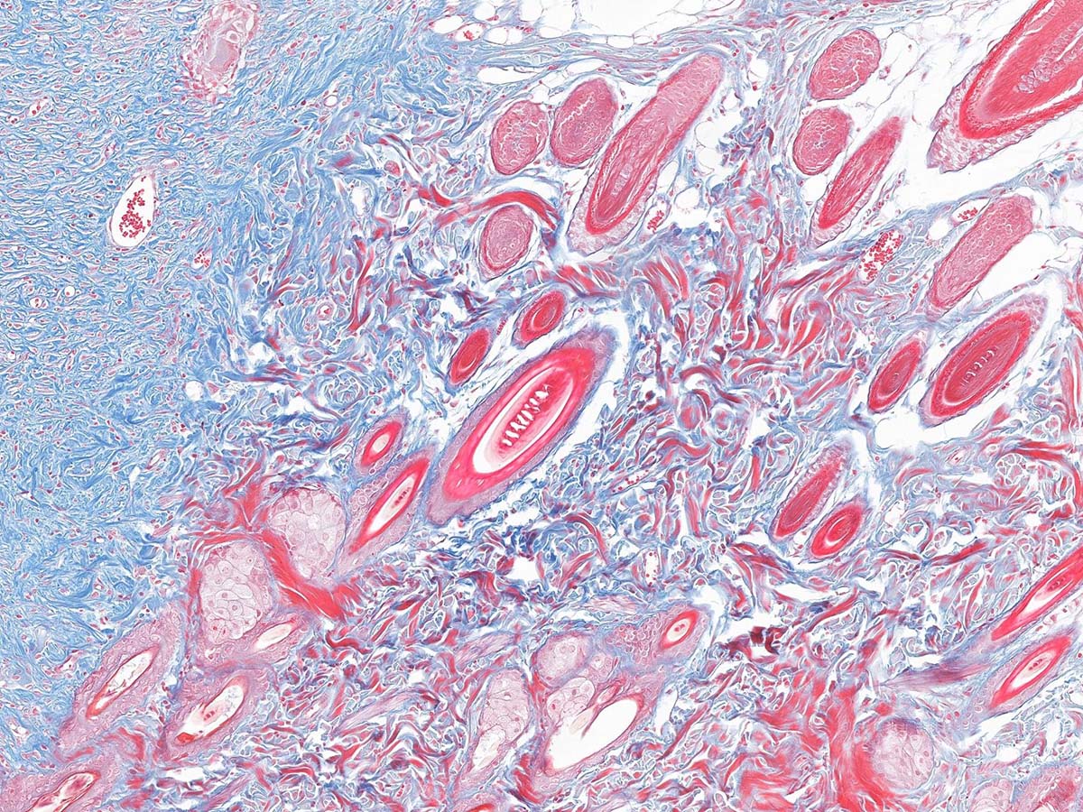 Pathologiescanner mit mehreren Linsen und 480 Objektträgern Pathologiescanner mit mehreren Linsen und 480 Objektträgern