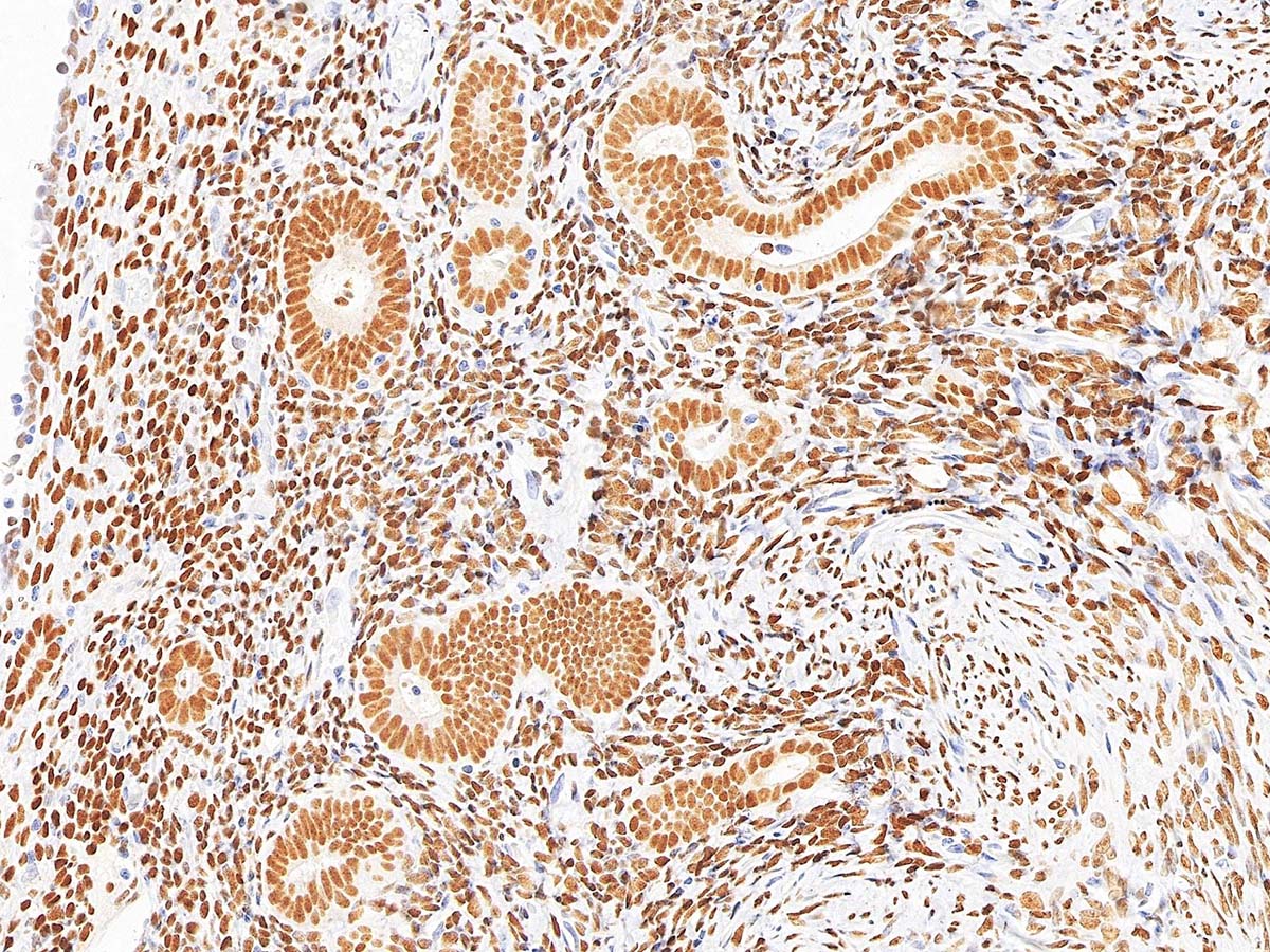 Pathologiescanner mit mehreren Linsen und 480 Objektträgern Pathologiescanner mit mehreren Linsen und 480 Objektträgern